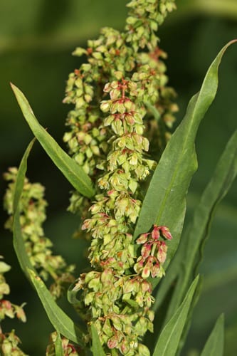 Mexican dock (Rumex salicifolius var. mexicanus)