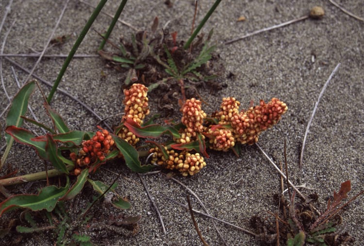 Willow dock (Rumex salicifolius)