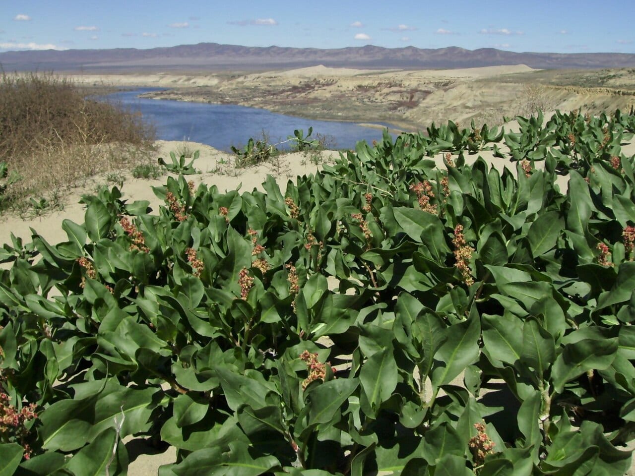 Veiny dock (Rumex venosus)