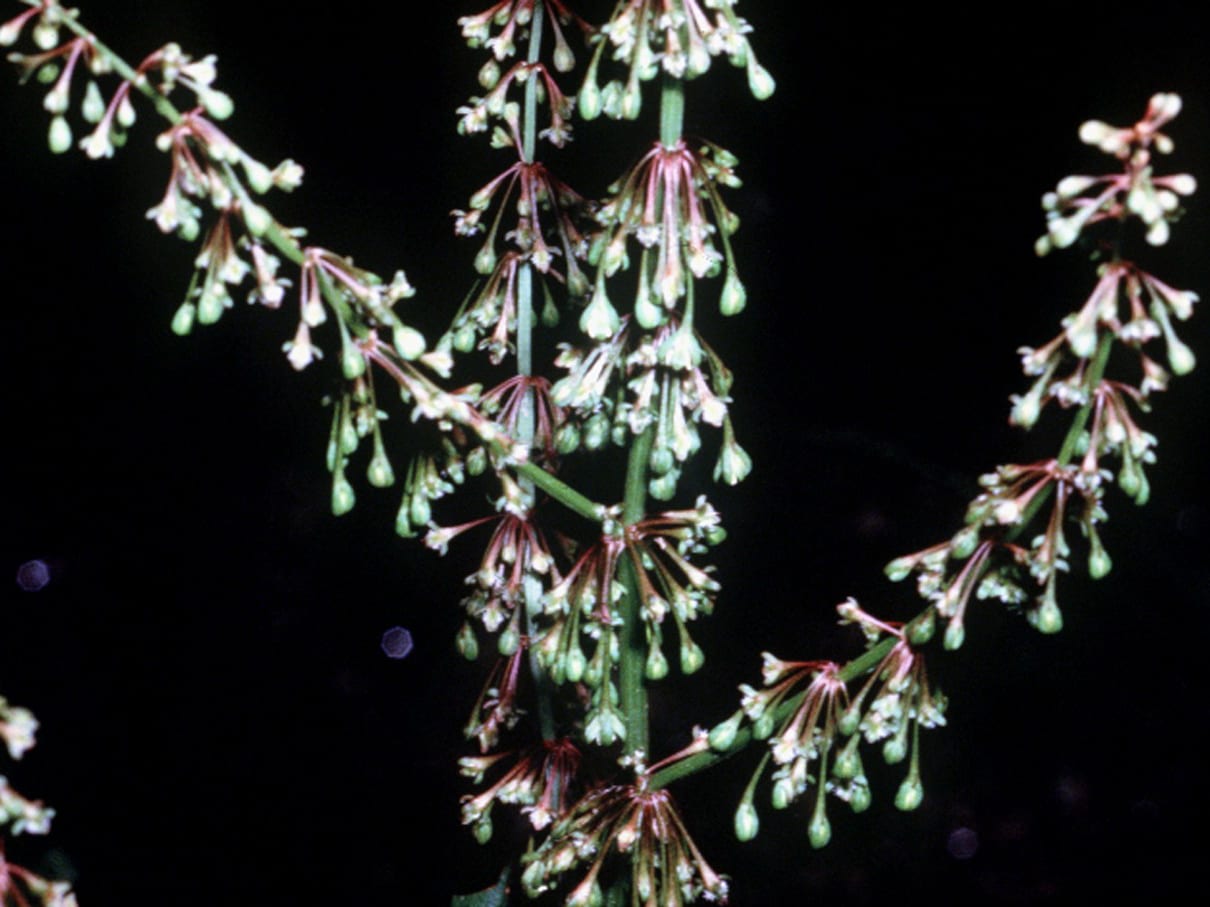Swamp dock (Rumex verticillatus)