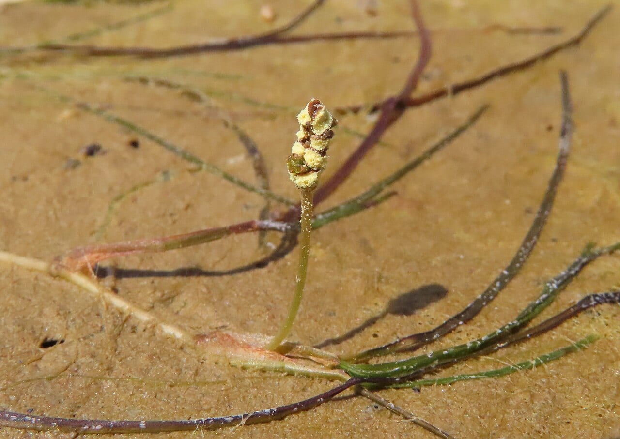 Spiral ditchgrass (Ruppia cirrhosa)