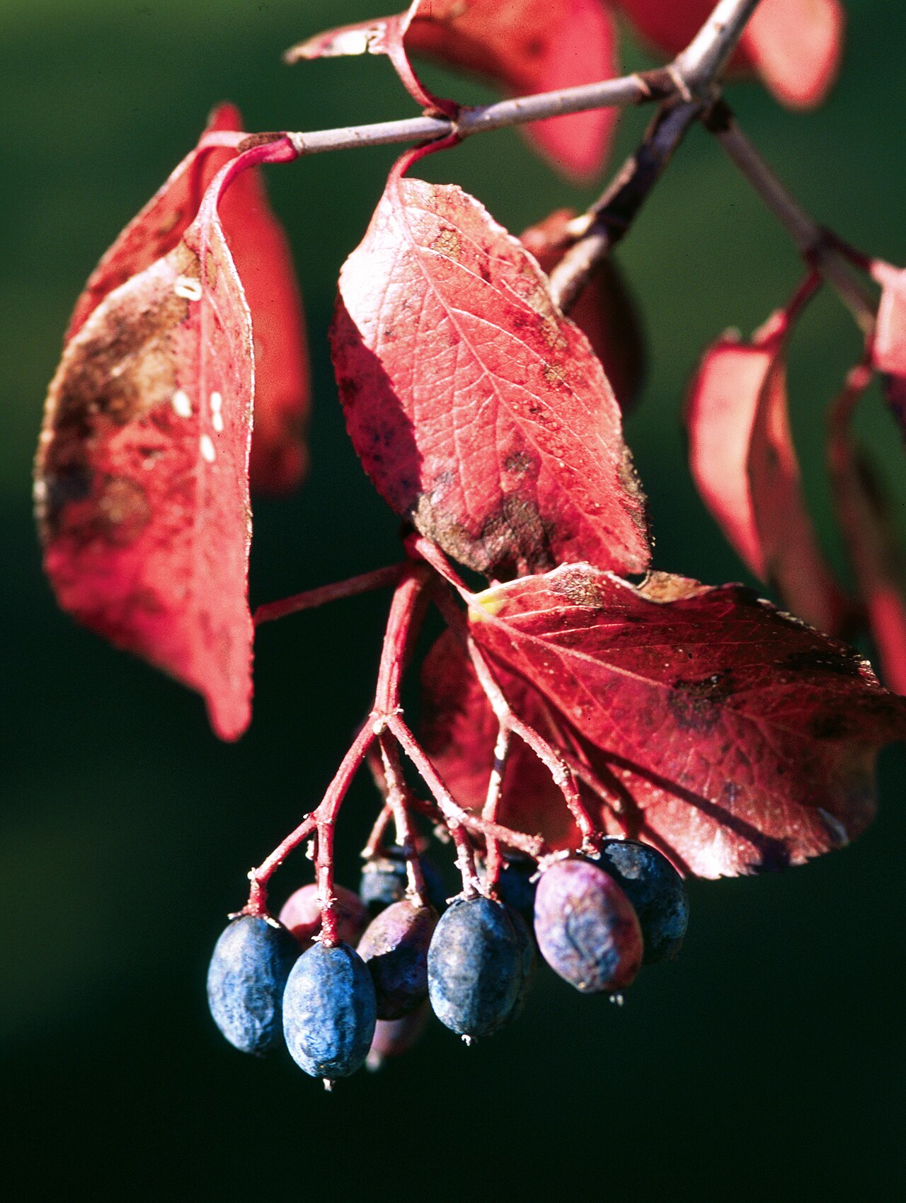 Rusty Blackhaw (Viburnum rufidulum) — glossy leathery leaves, creamy white flower clusters, and blue-black drupes