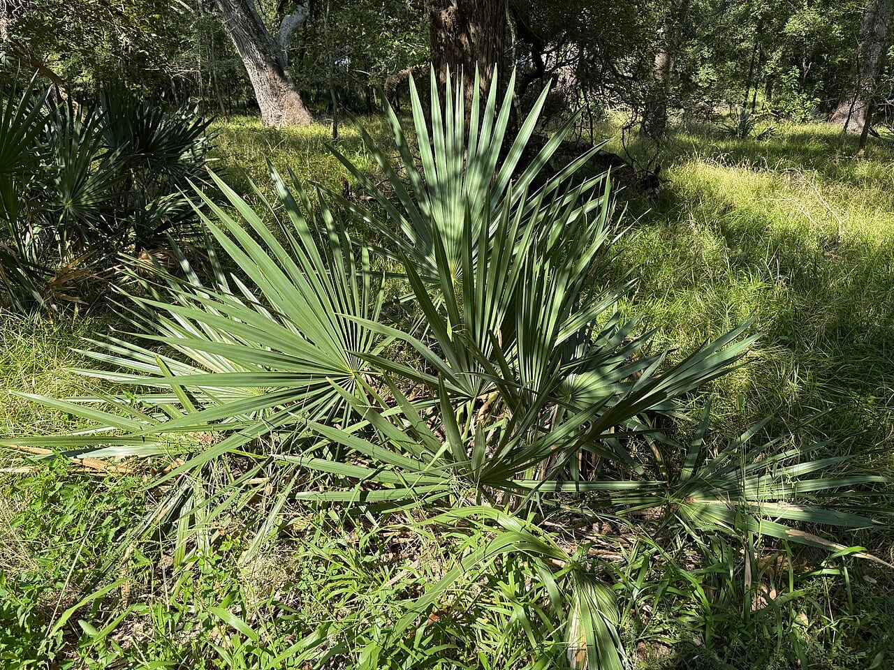 Dwarf palmetto (Sabal minor)