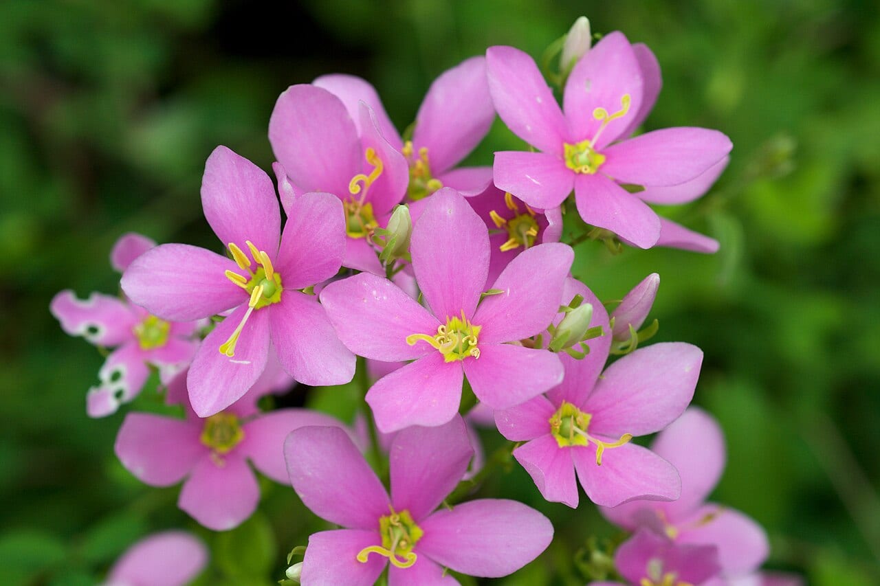 Rosepink (Sabatia angularis)