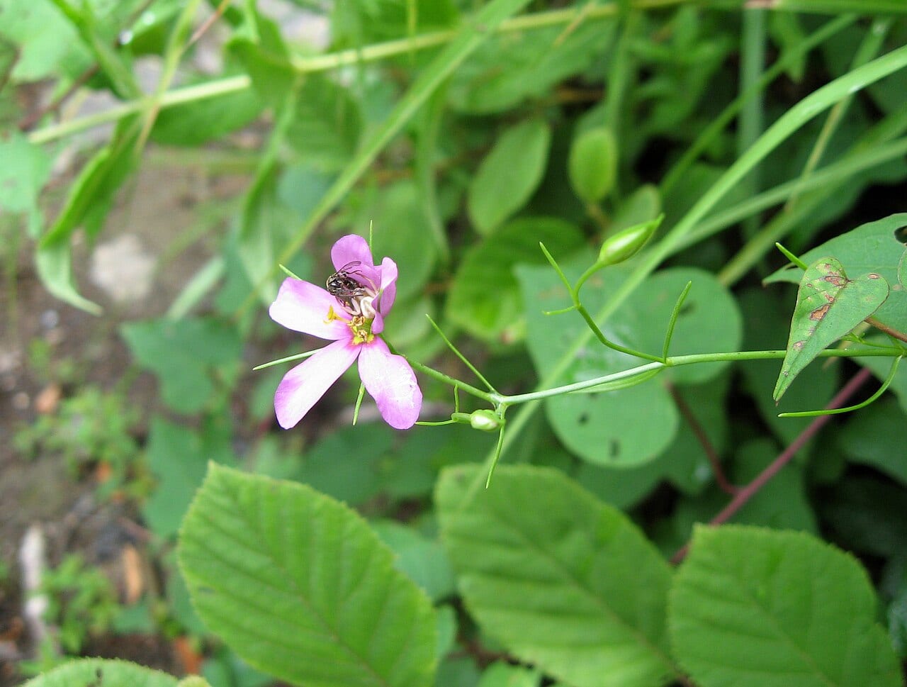 Slender rose gentian (Sabatia campanulata)