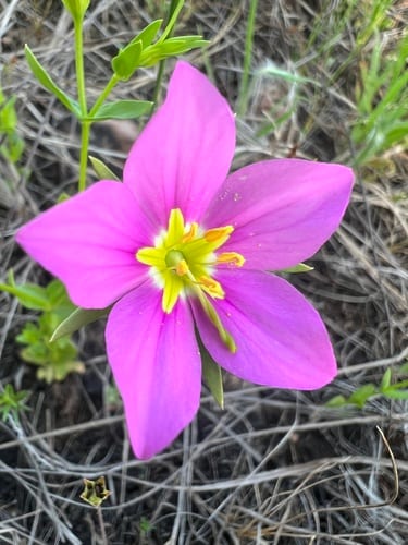 Stately rose gentian (Sabatia formosa)