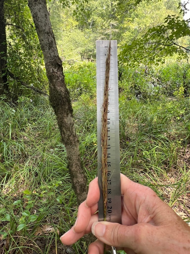 Narrow plume grass (Saccharum baldwinii)