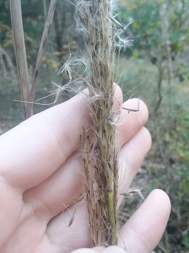 Shortbeard plumegrass (Saccharum brevibarbe var. contortum)