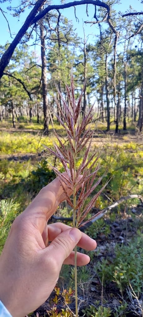 Sugarcane plumegrass (Saccharum giganteum)