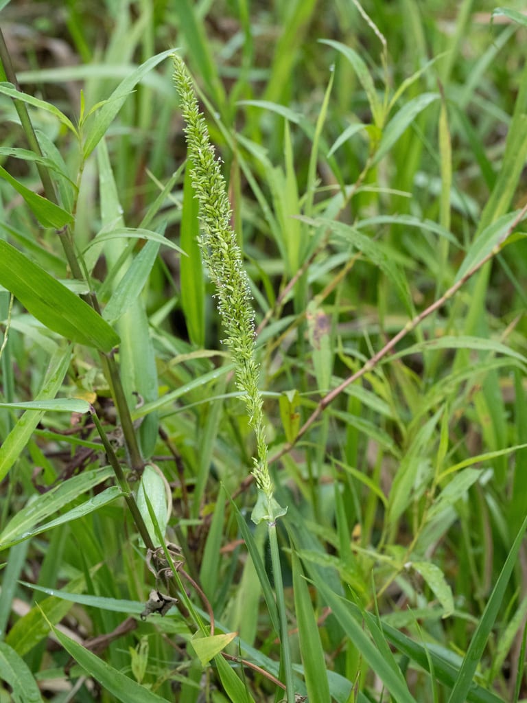 American cupscale (Sacciolepis striata)