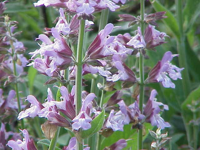 Culinary Sage (Salvia officinalis)