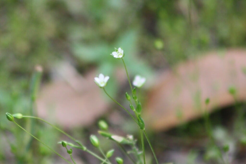 Trailing pearlwort (Sagina decumbens ssp. decumbens)