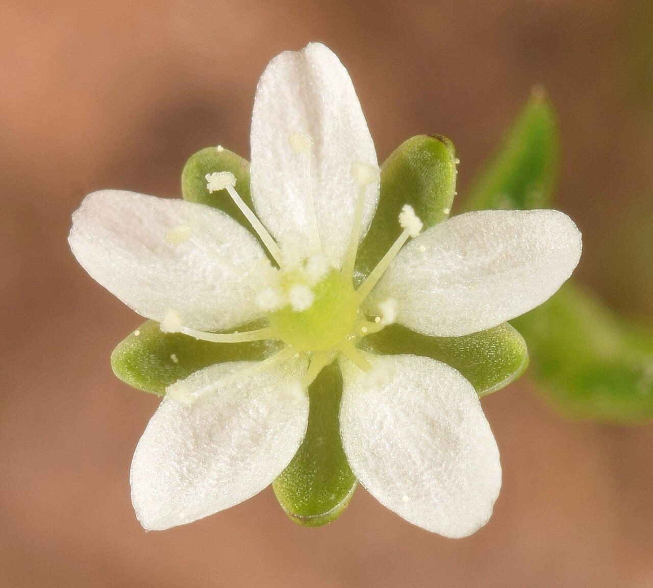 Trailing pearlwort (Sagina decumbens)