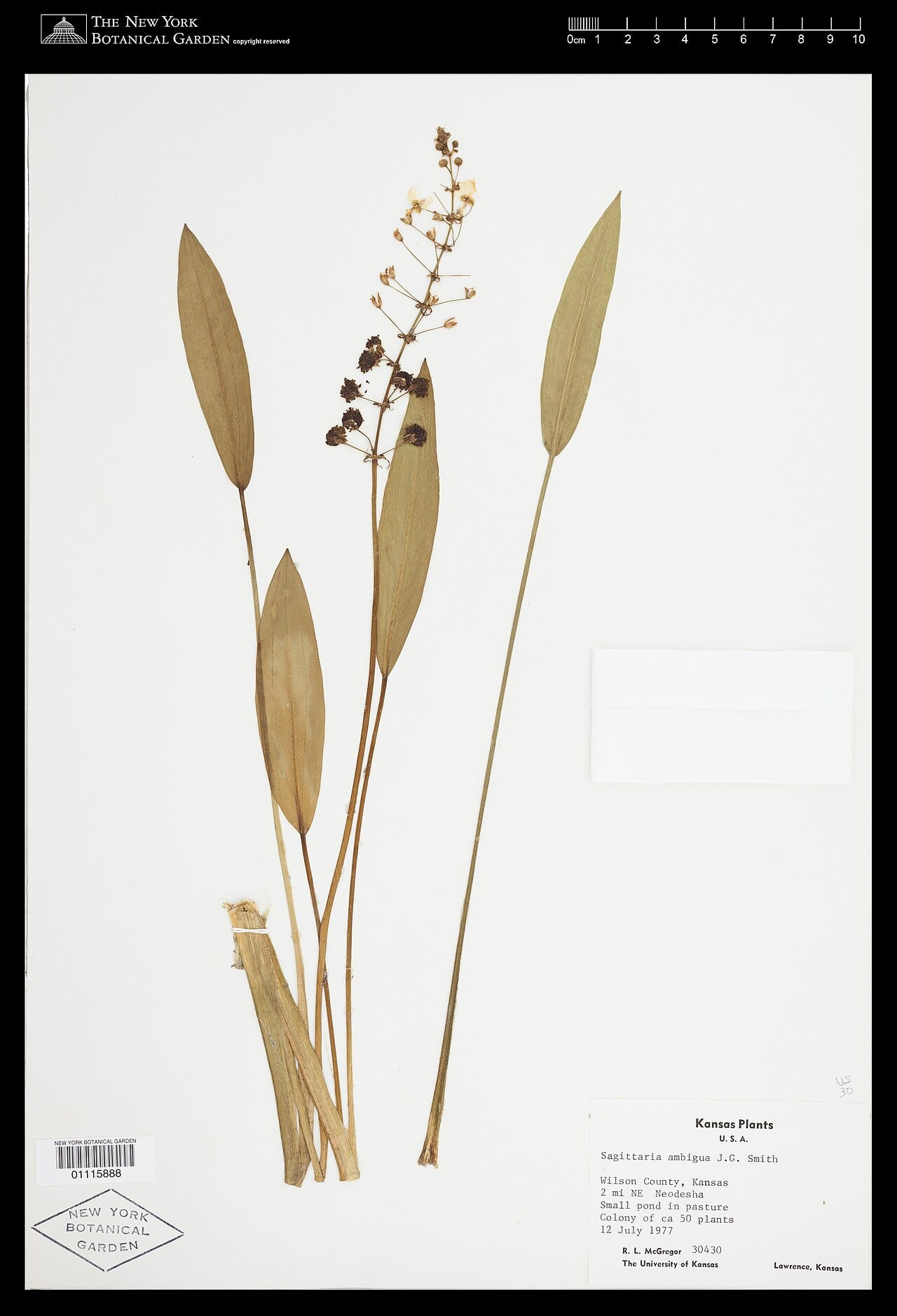 Kansas arrowhead (Sagittaria ambigua)