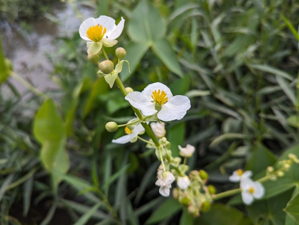 Shortbeak arrowhead (Sagittaria brevirostra)