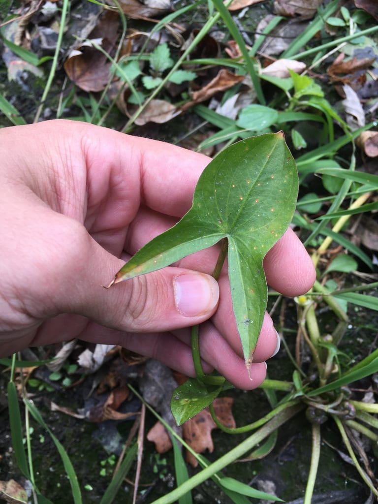 Hooded arrowhead (Sagittaria calycina var. calycina)
