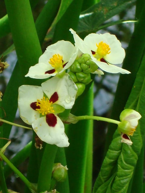 Hooded arrowhead (Sagittaria calycina)