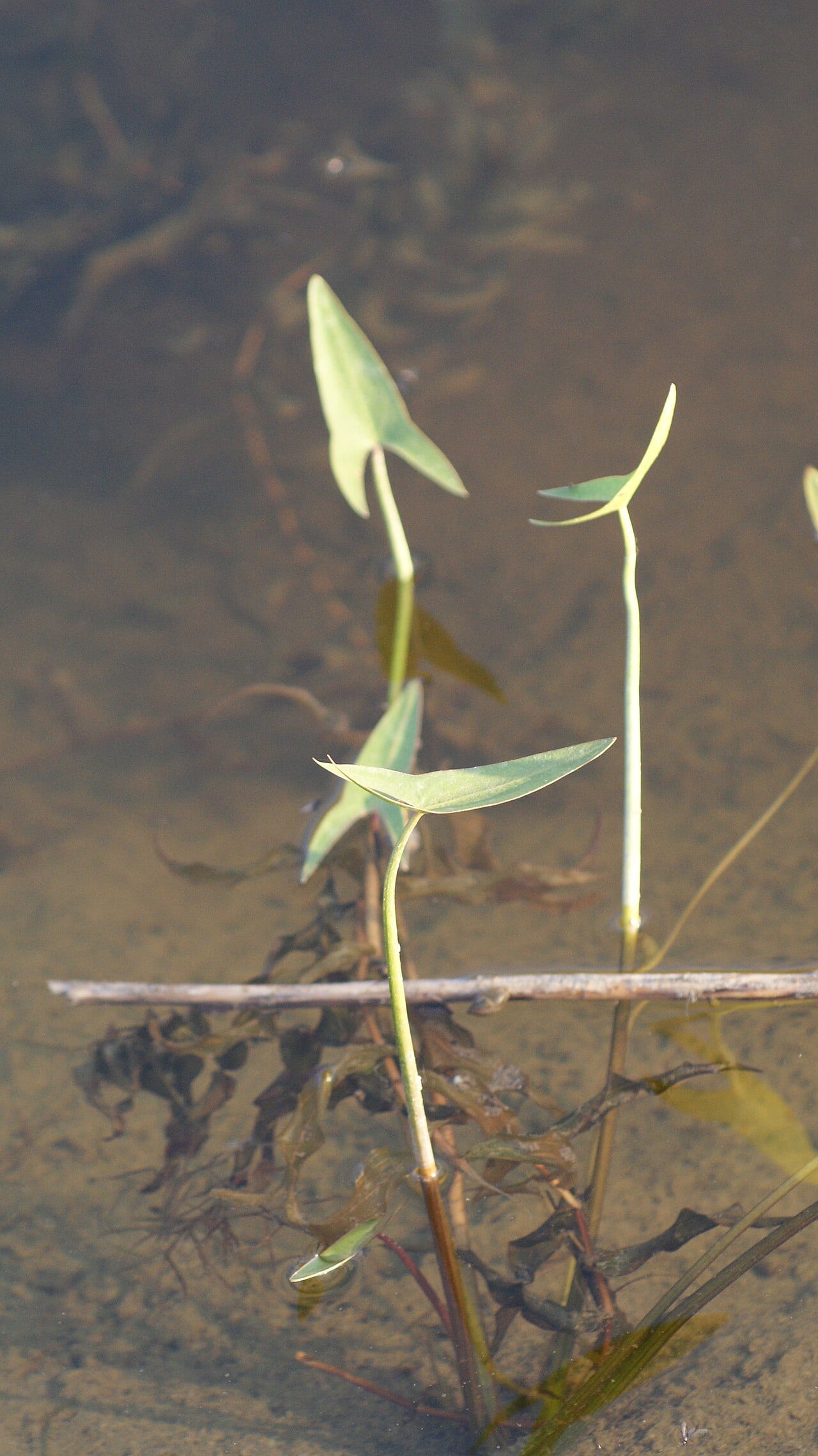 Arumleaf arrowhead (Sagittaria cuneata)