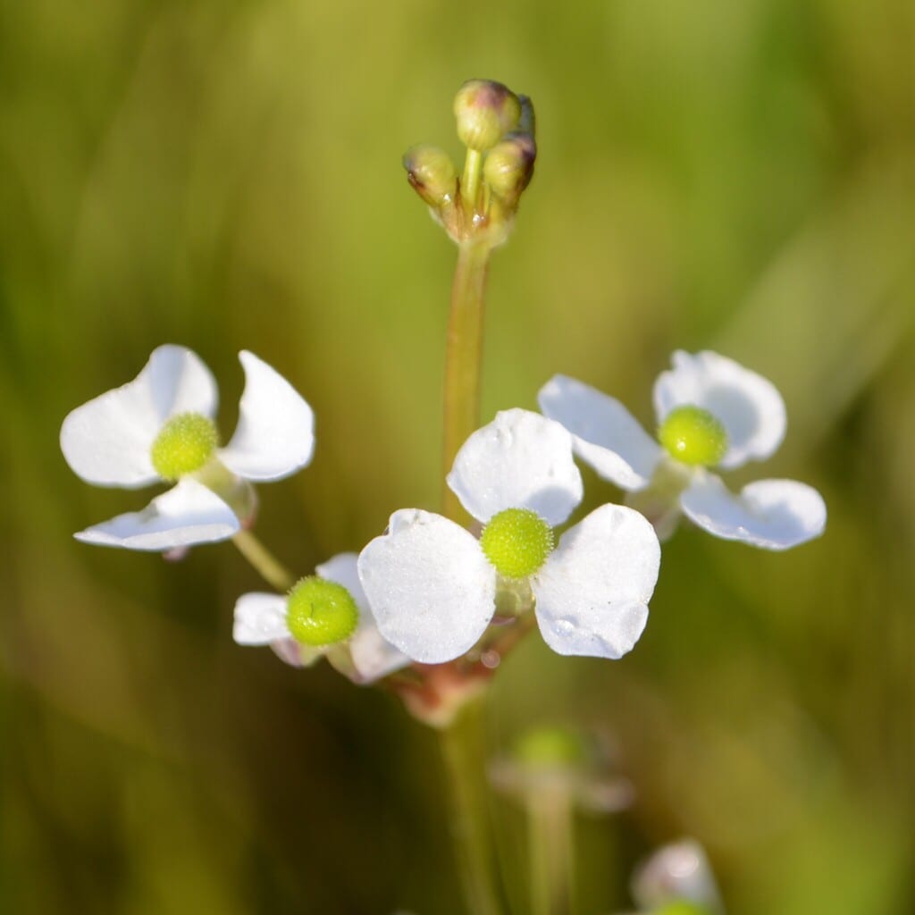 Chapman's arrowhead (Sagittaria graminea var. chapmanii)