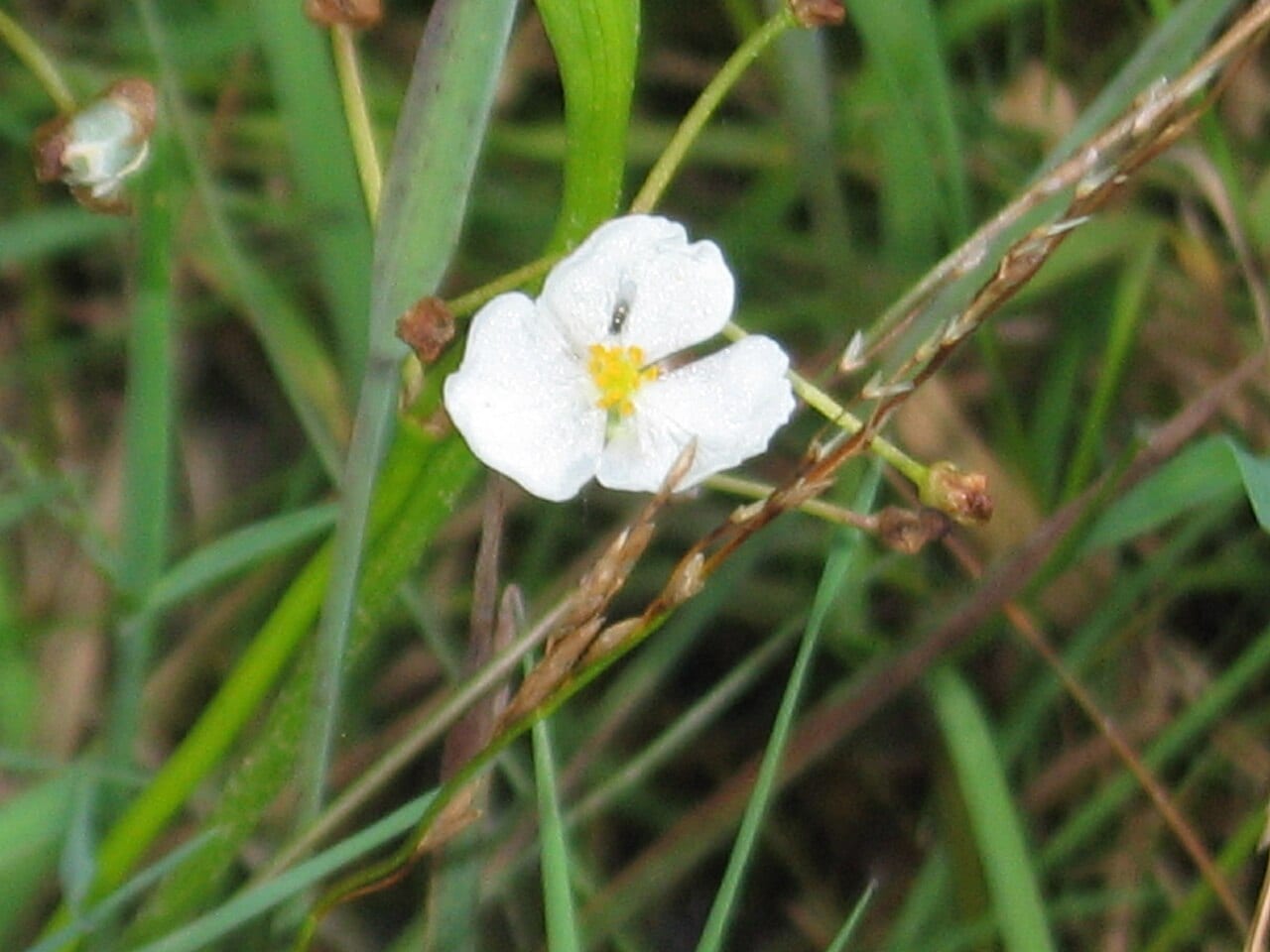 Grassy arrowhead (Sagittaria graminea)