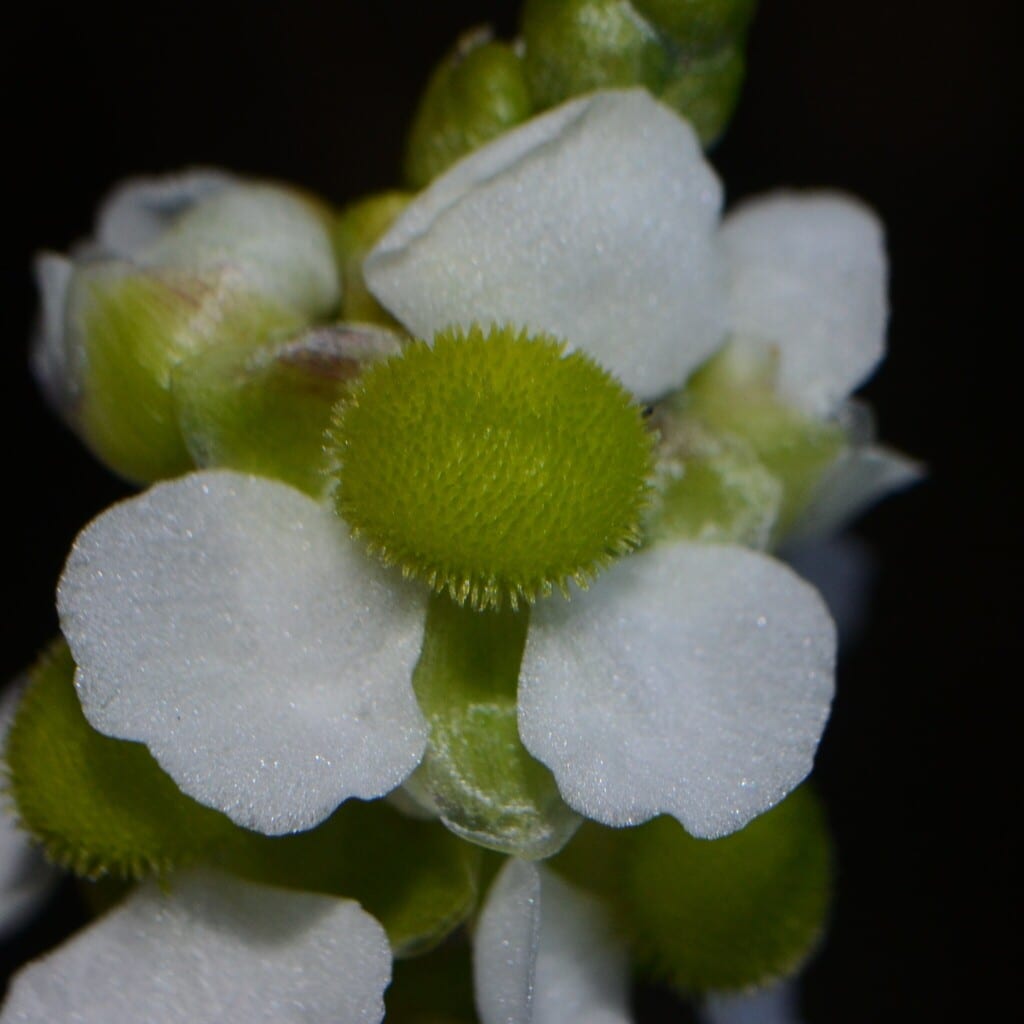 Bulltongue arrowhead (Sagittaria lancifolia ssp. media)