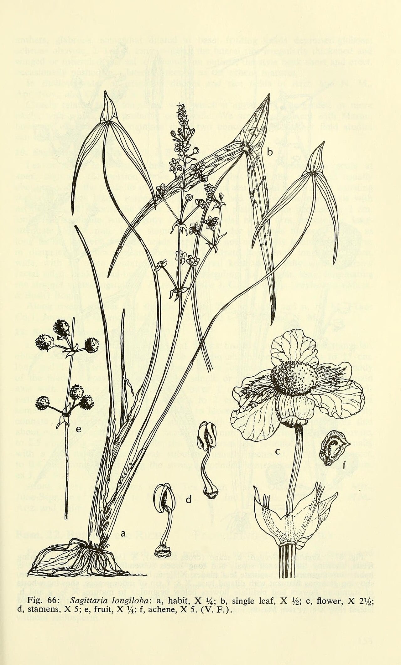 Longbarb arrowhead (Sagittaria longiloba)