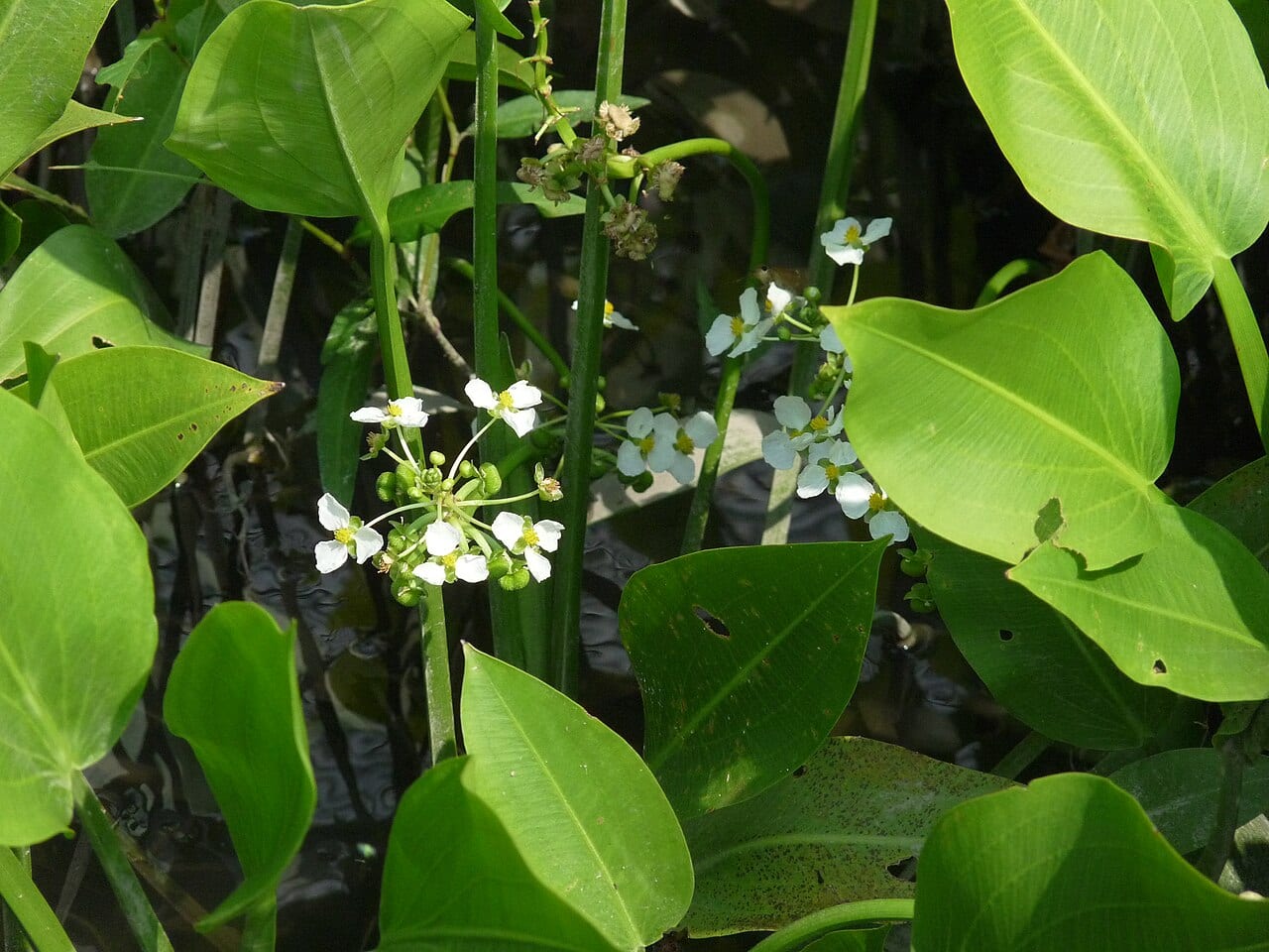 Delta arrowhead (Sagittaria platyphylla)