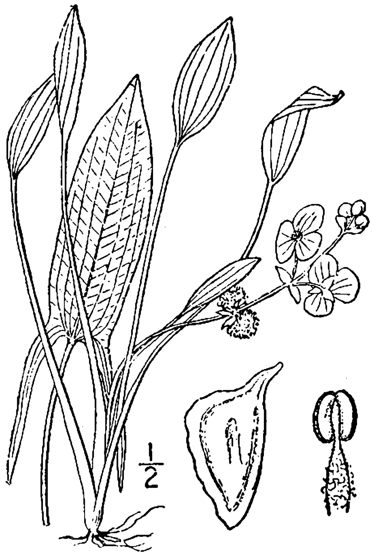 Sessilefruit arrowhead (Sagittaria rigida)