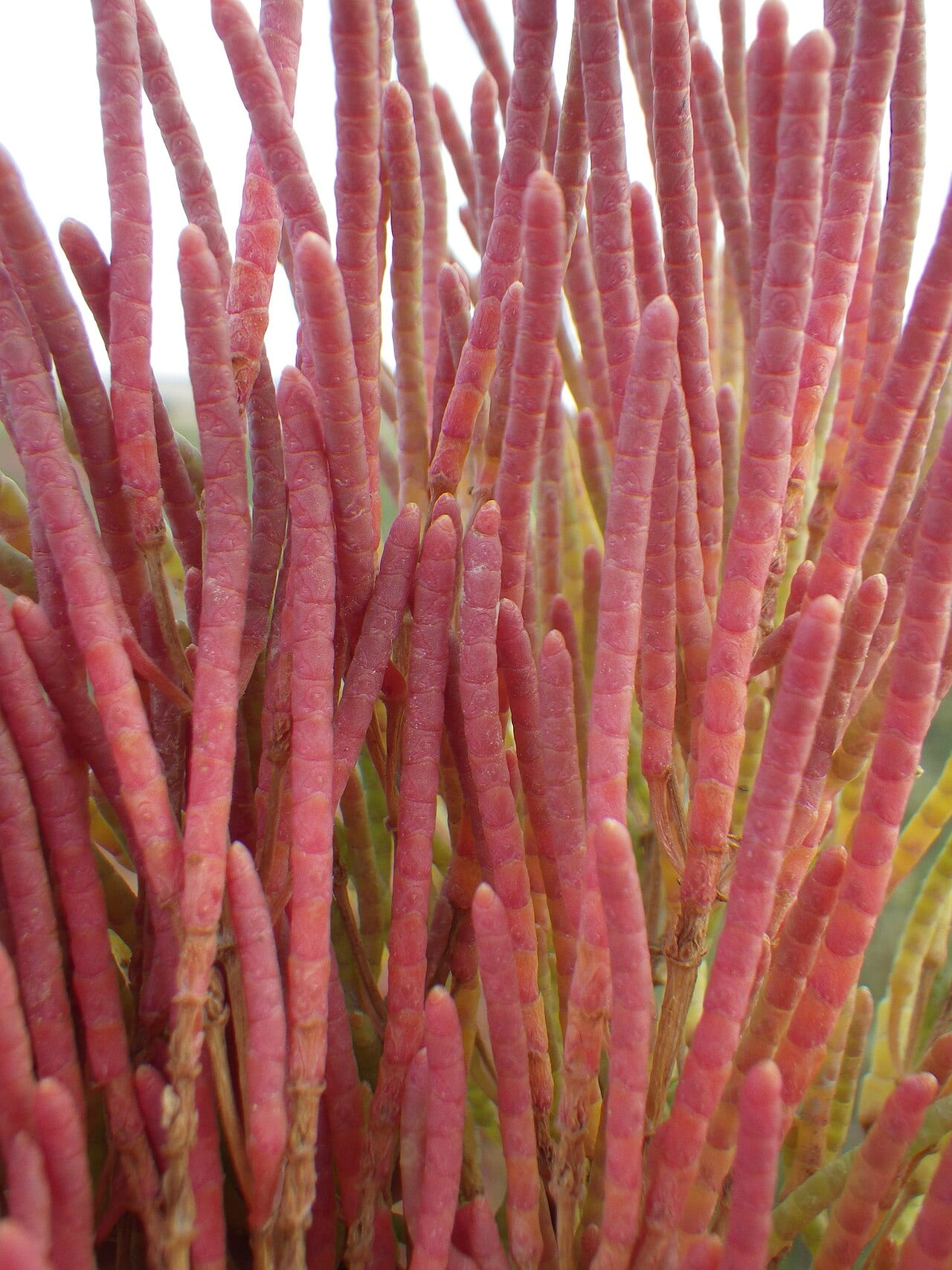Red swampfire (Salicornia rubra)
