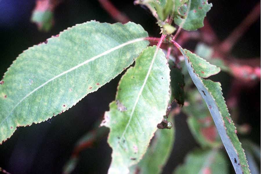 Peachleaf willow (Salix amygdaloides)