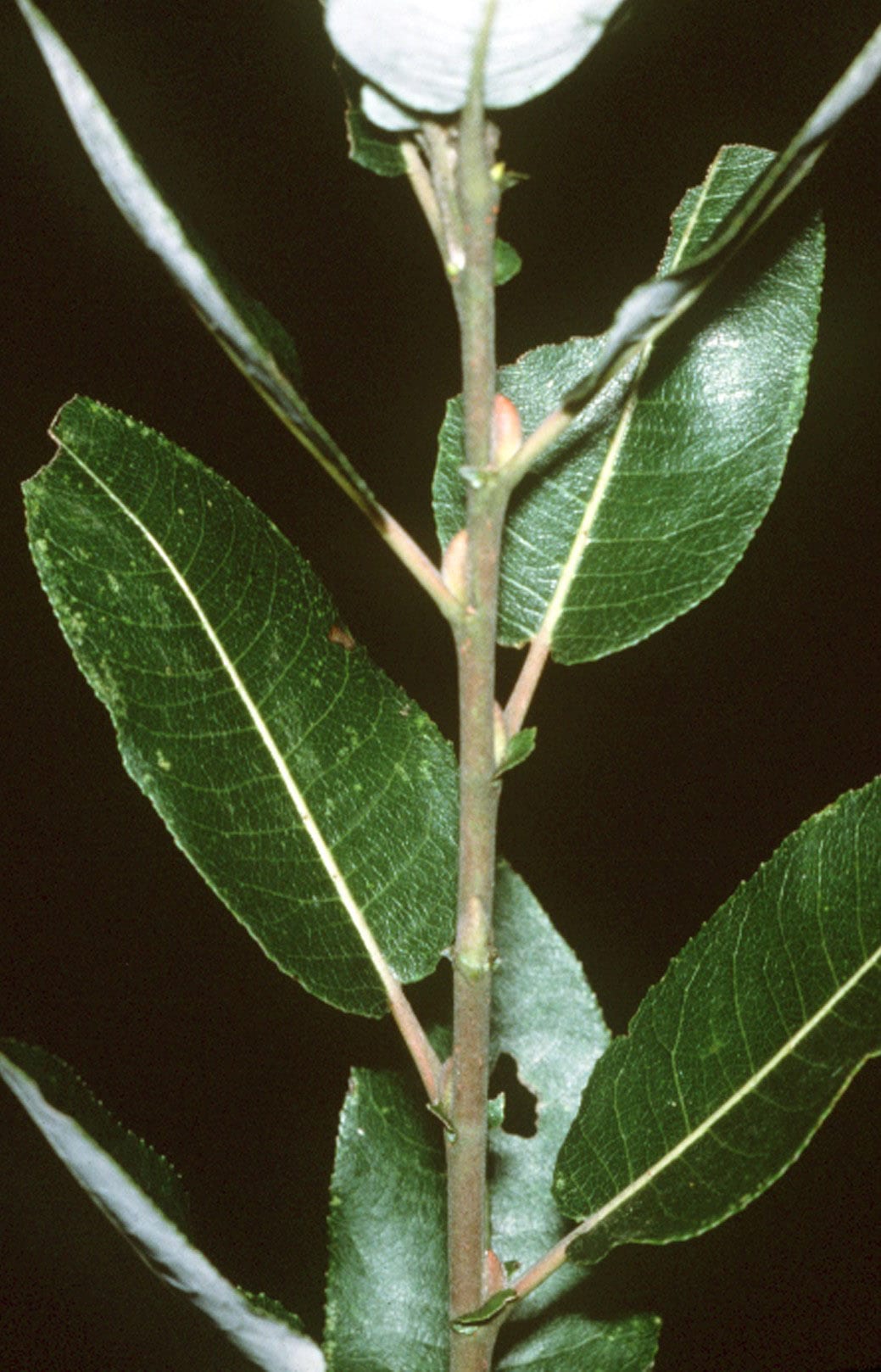 Pussy willow (Salix discolor)