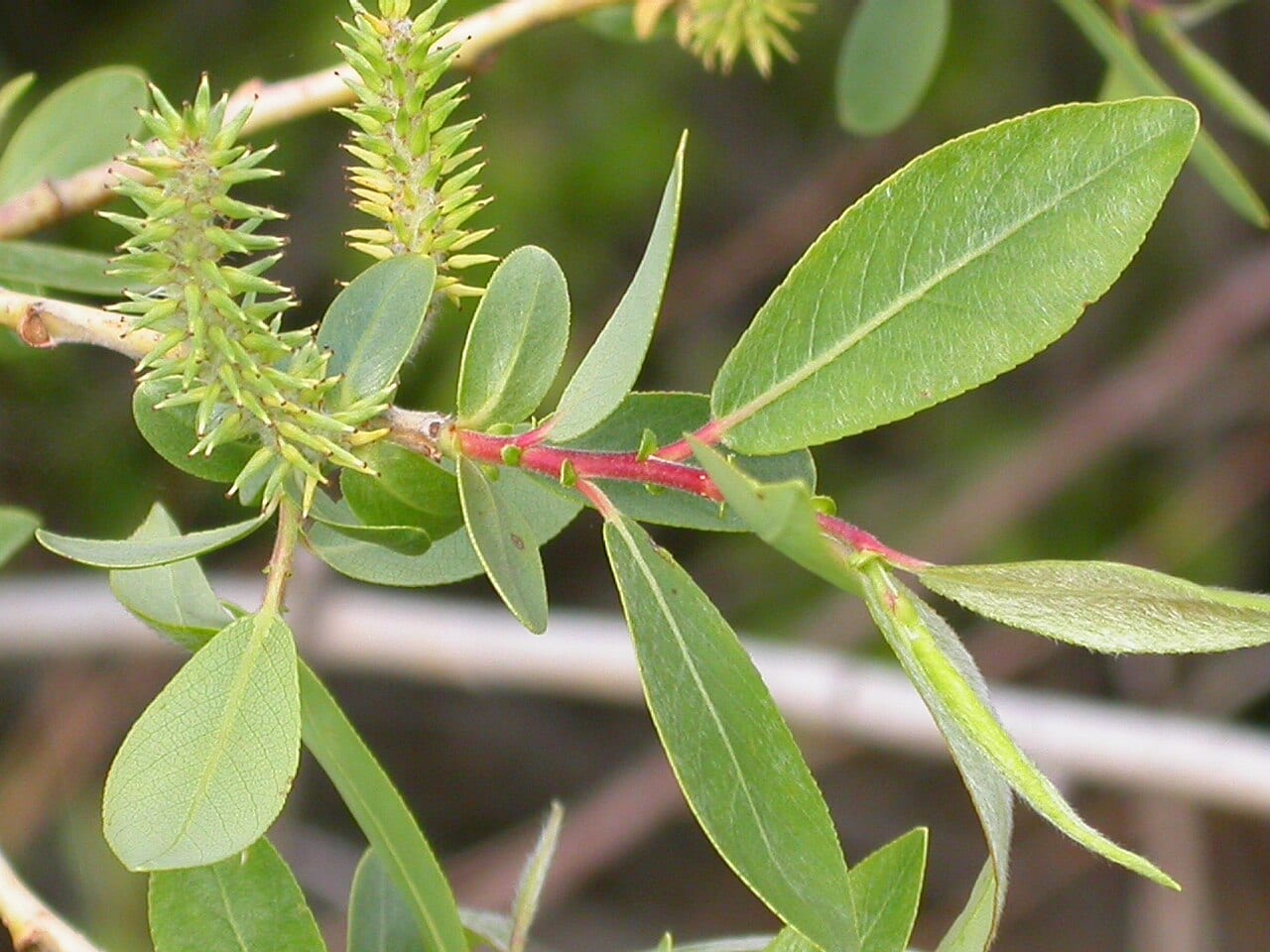 Missouri river willow (Salix eriocephala)