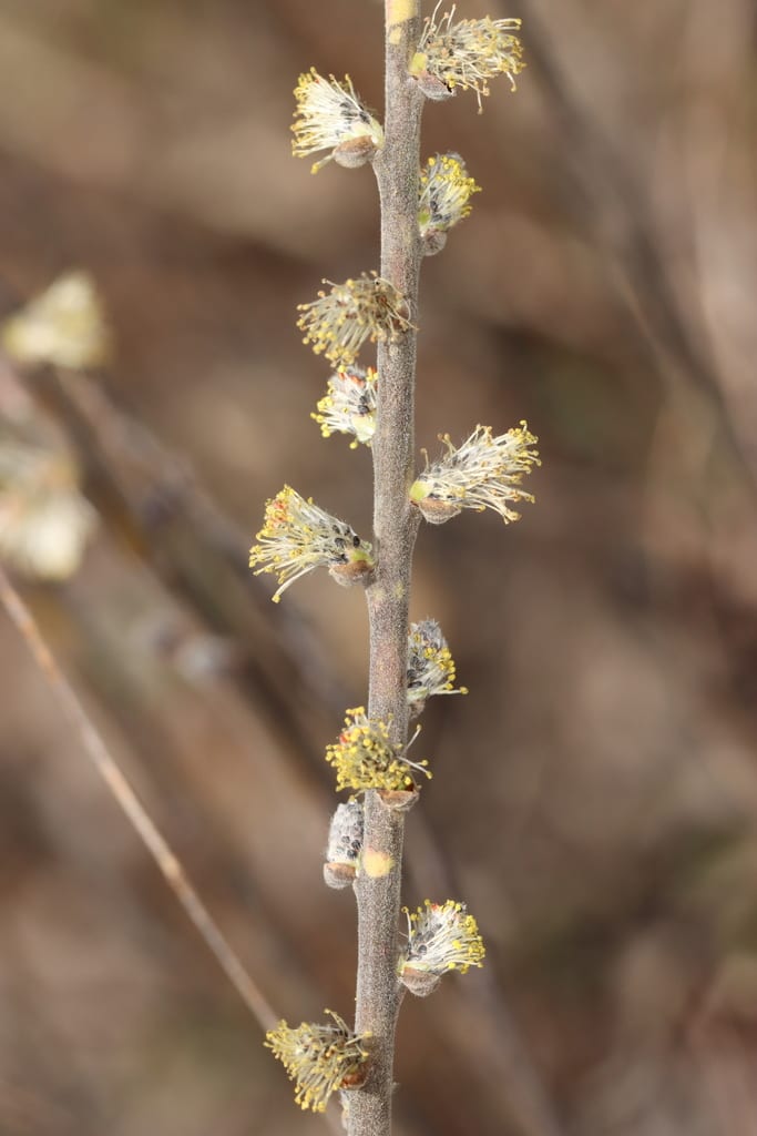 Prairie willow (Salix humilis var. humilis)