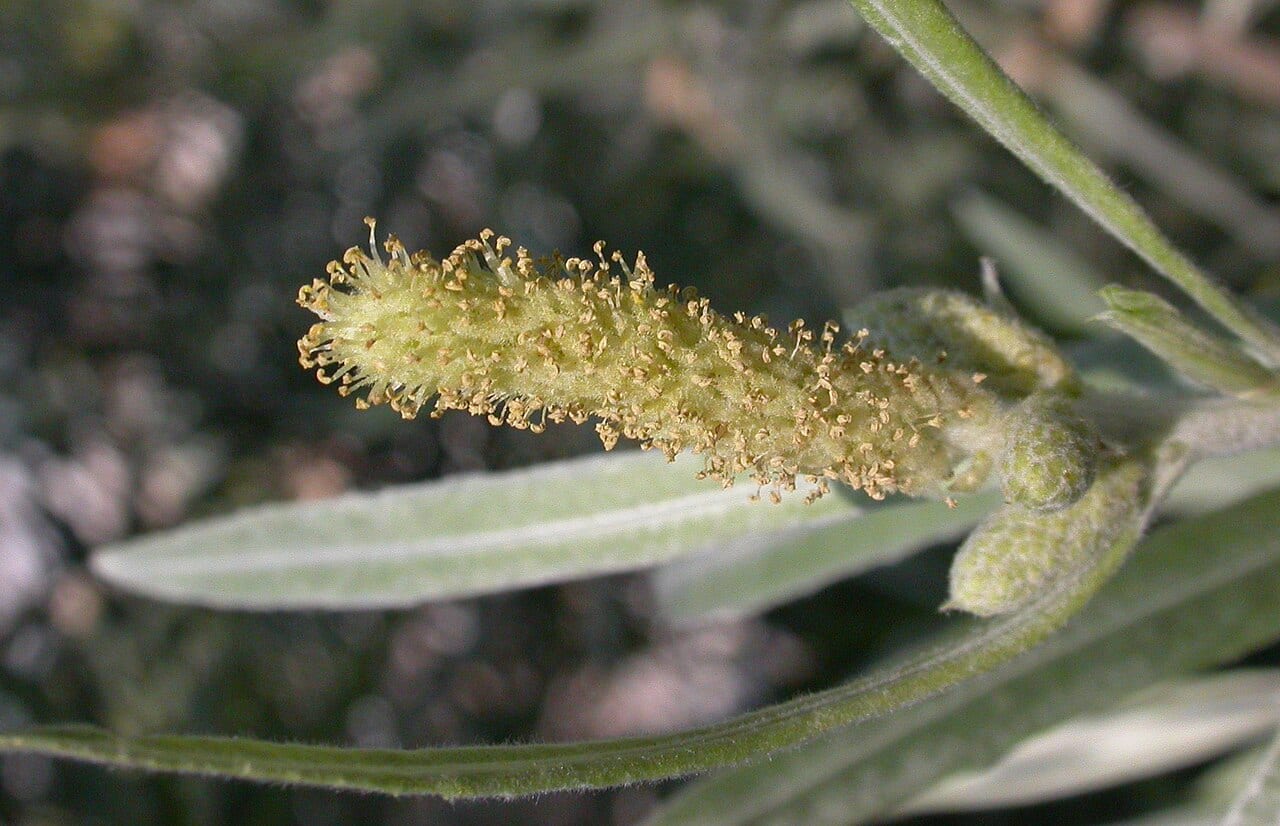 Sandbar willow (Salix interior)