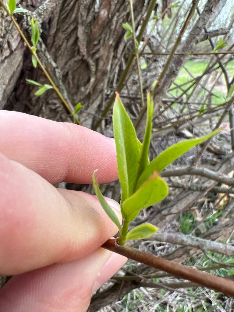 Shining willow (Salix lucida ssp. lucida)