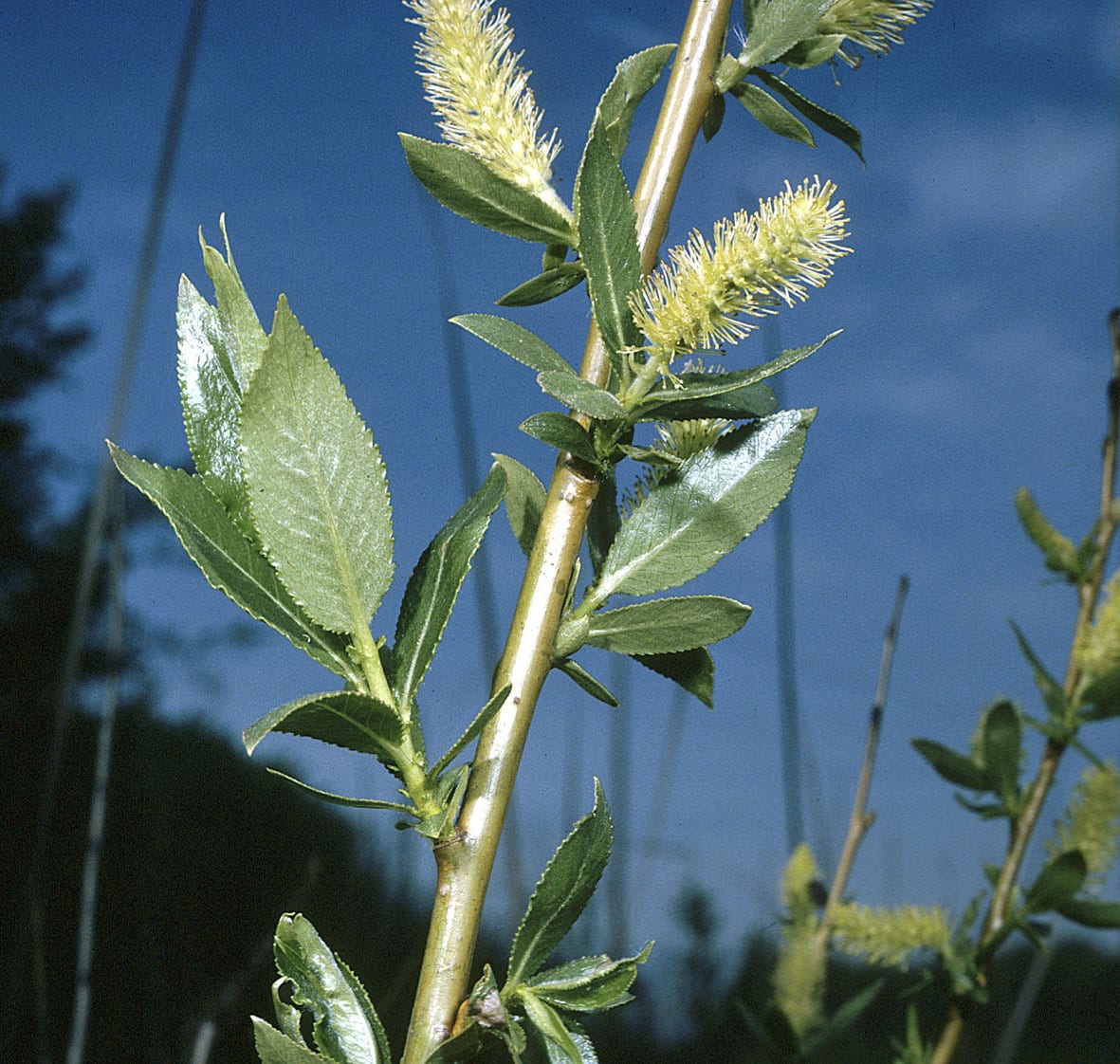 Shining willow (Salix lucida)