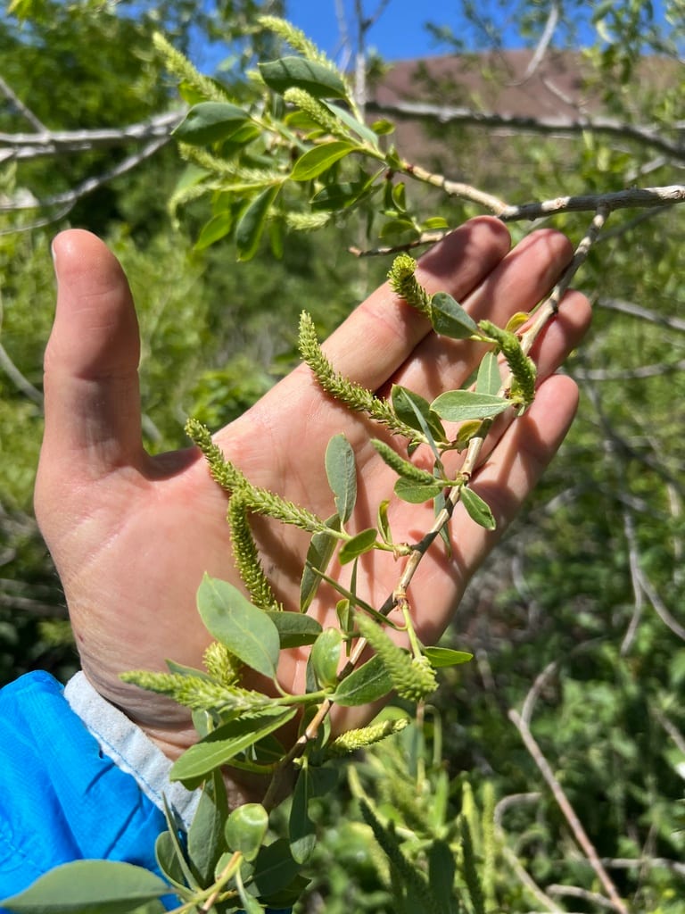 Yellow willow (Salix lutea)