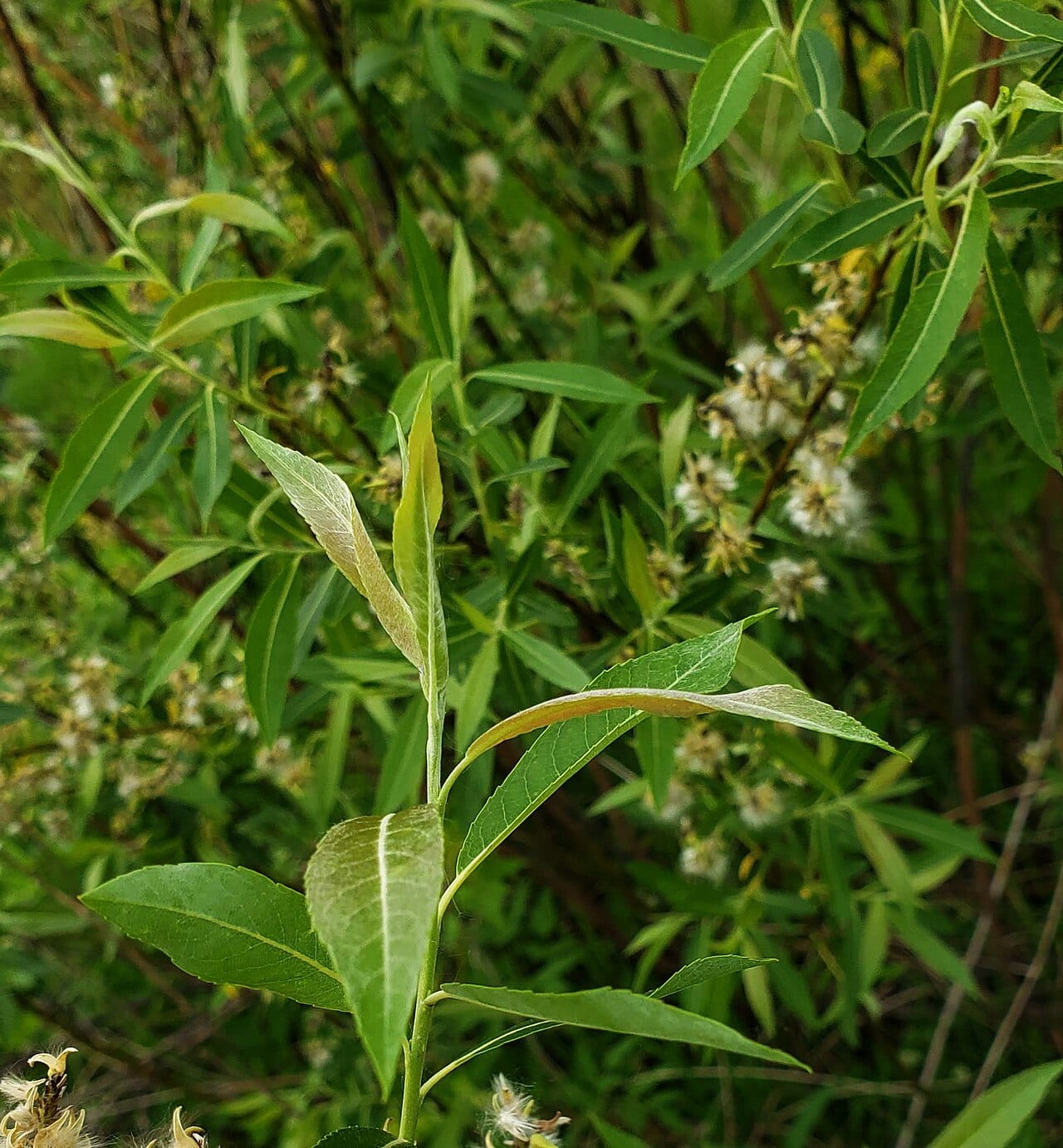 Meadow willow (Salix petiolaris)
