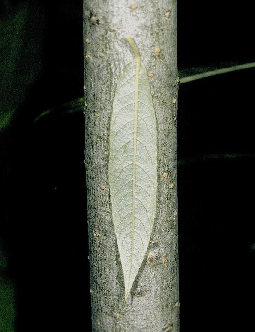 Silky willow (Salix sericea)