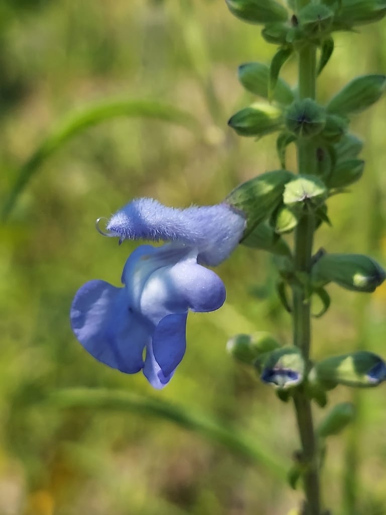 Pitcher sage (Salvia azurea var. grandiflora)