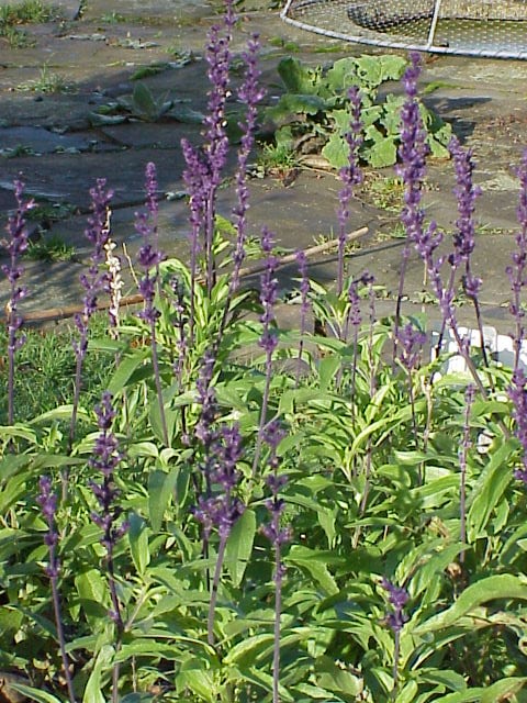 Mealy blue sage (Salvia farinacea)