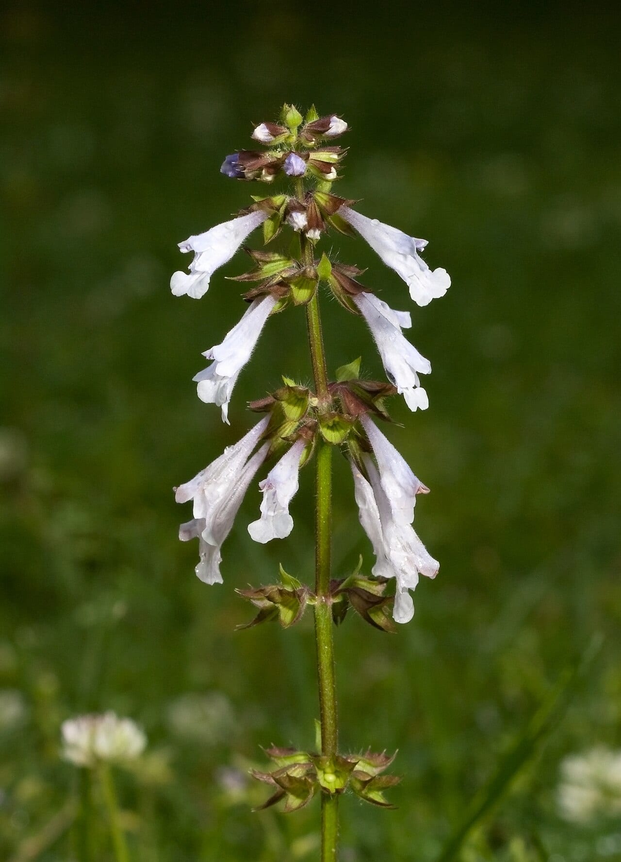 Lyreleaf sage (Salvia lyrata)