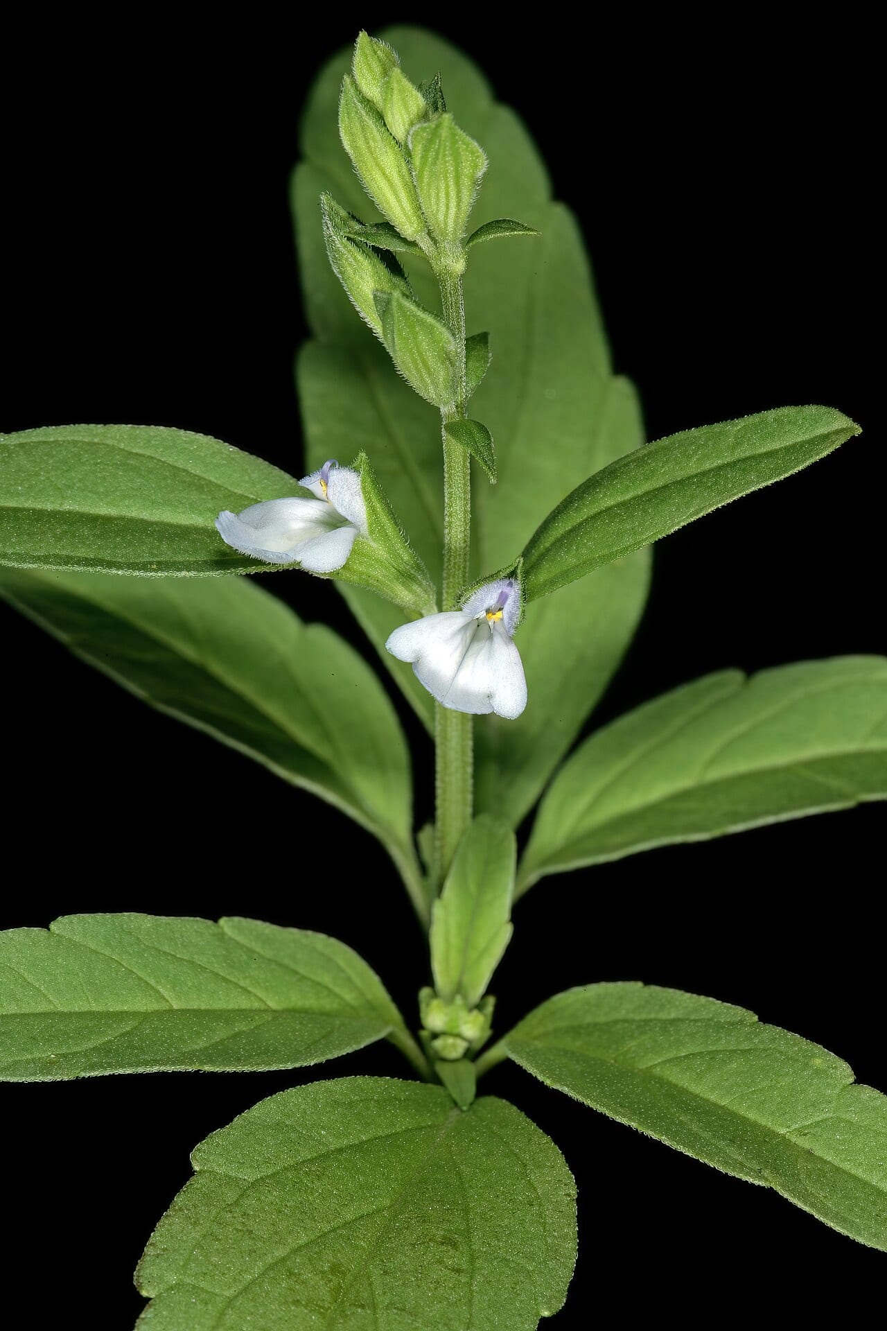 Mintweed (Salvia reflexa)