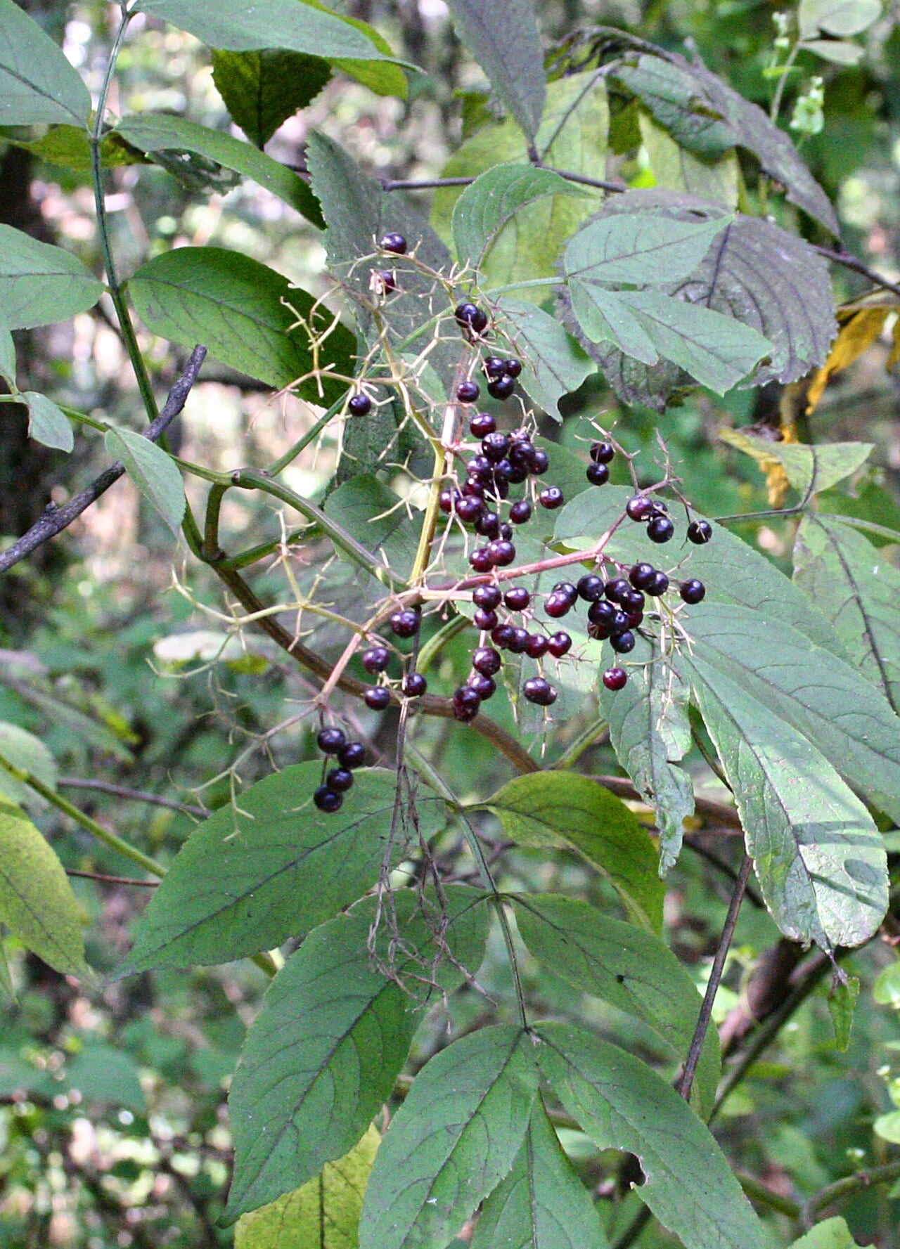 Common elderberry (Sambucus nigra ssp. canadensis)