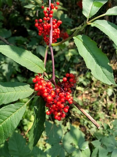 Red elderberry (Sambucus racemosa var. racemosa)