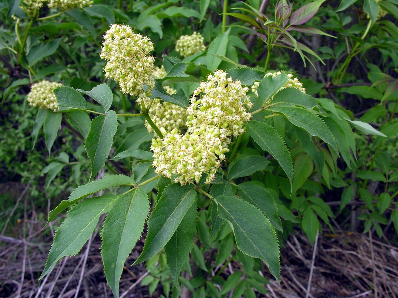 Red elderberry (Sambucus racemosa)