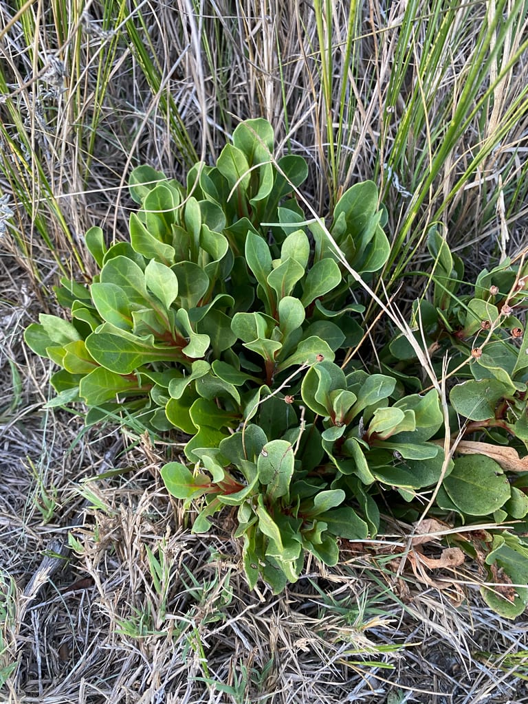 Limewater brookweed (Samolus ebracteatus ssp. ebracteatus)