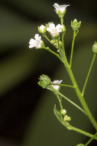 Seaside brookweed (Samolus valerandi ssp. parviflorus)