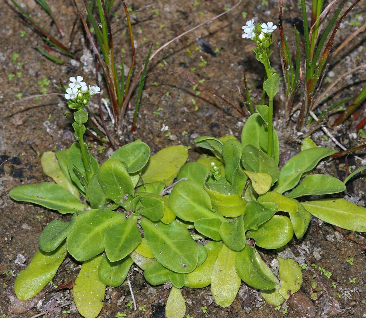 Seaside brookweed (Samolus valerandi)