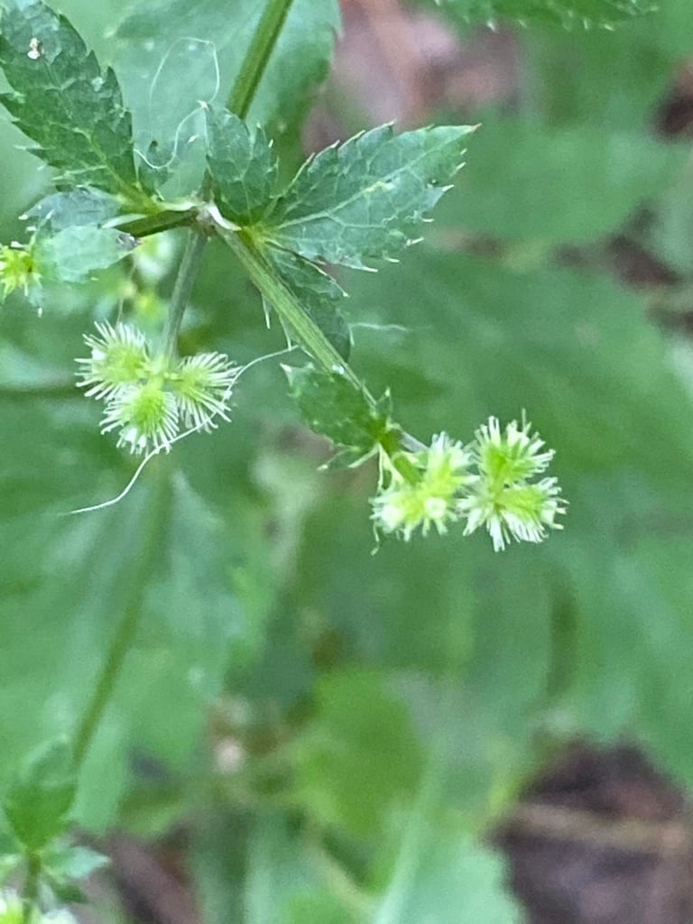 Canadian blacksnakeroot (Sanicula canadensis var. grandis)
